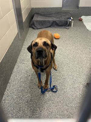 A brown dog wearing a blue harness and leash stands on a gray carpeted floor in a room with a blue blanket and a ball in the background.