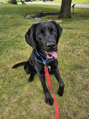 black dog sitting on grass