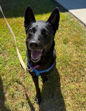 CADY, Dutch Shepherd, adult, available for adoption