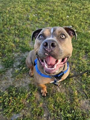 A brown pit bull type dog with a blue harness smiling and looking up at the camera while standing on grass.