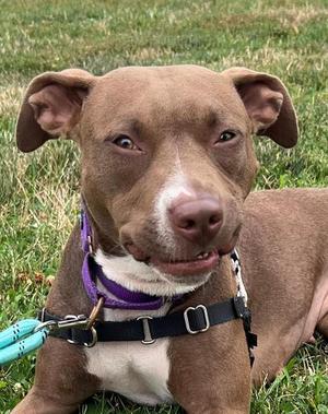 A brown and white dog with a purple collar and black harness, lying on grass.