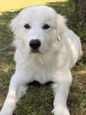 Mayonnaise, Great Pyrenees, adult, available for adoption