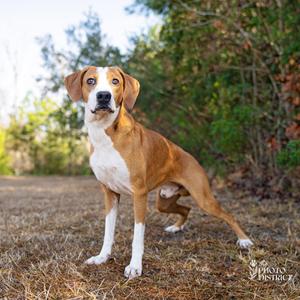 Gus, Hound, adult, available for adoption