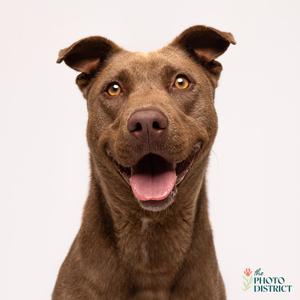 a brown dog