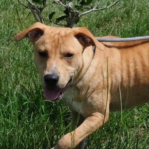 Waffles, Hound, puppy, available for adoption