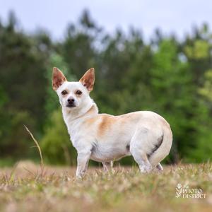 Luca, Chihuahua, adult, available for adoption
