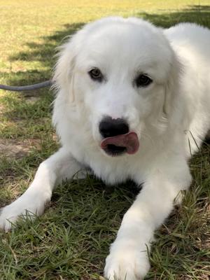 Mayonnaise, Great Pyrenees, adult, available for adoption
