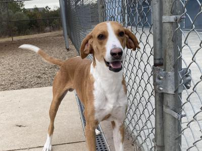 Cody, Hound, adult, available for adoption