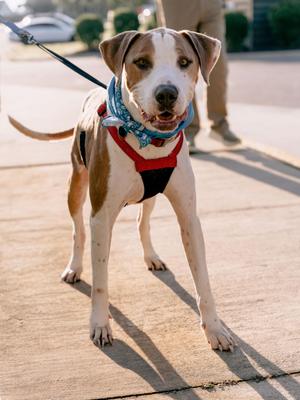 Jebediah, Hound / Pointer, adult, available for adoption