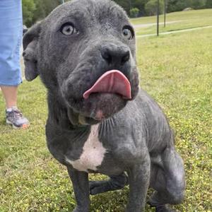Ladybug, Pit Bull Terrier, puppy, available for adoption