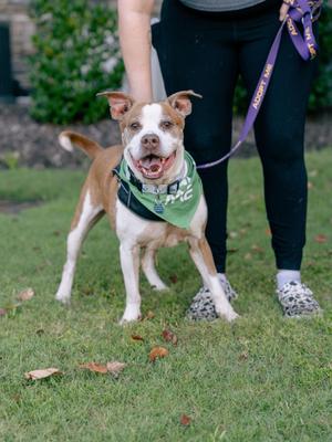 Porky, Terrier / Pit Bull Terrier, adult, available for adoption