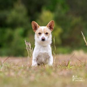 Desi, Chihuahua, adult, available for adoption