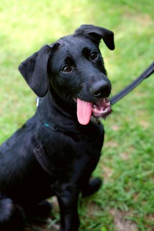 Falcon, Pit Bull Terrier / Labrador Retriever, puppy, available for adoption