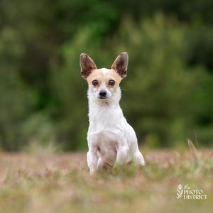 Nico, Chihuahua, adult, available for adoption