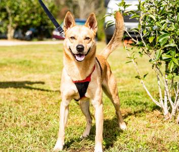 Ranger, Shepherd, adult, available for adoption