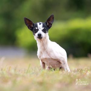 Pebbles, Chihuahua, senior, available for adoption