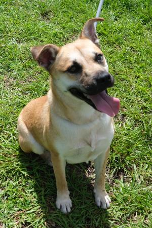 Tiana, Shepherd / Hound, young, available for adoption