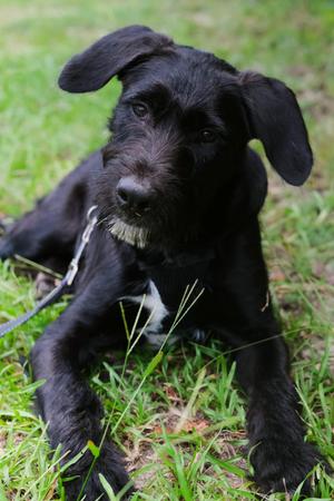 Raptor, Pit Bull Terrier / Labrador Retriever, puppy, available for adoption