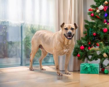 Cinnamon, Terrier / Pit Bull Terrier, adult, available for adoption