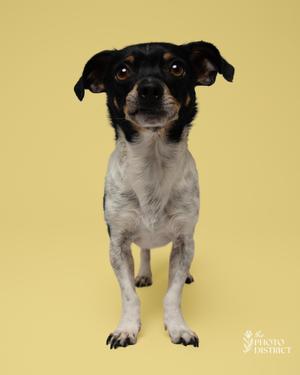 A black and white dog with large ears standing against a yellow background.