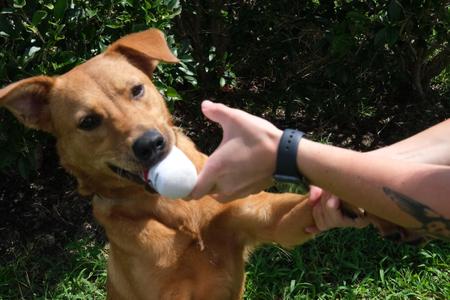 Ariel, Shepherd, puppy, available for adoption