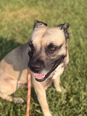 A light-colored dog with a black muzzle and ears, sitting on grass and looking up with its mouth open, possibly panting. The dog is wearing a red and white leash.