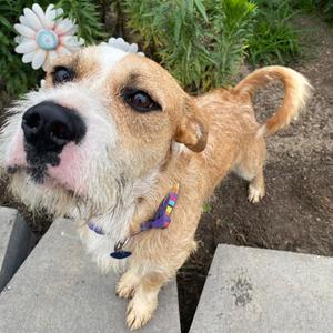Captain Walnut, Mixed Breed (Medium), young, available for adoption