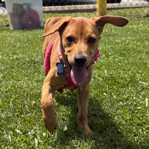Banana, Mixed Breed (Small), available for adoption