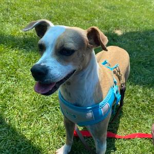 Bubbles, Mixed Breed (Medium), adult, available for adoption