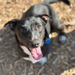 Krypto, Mixed Breed (Medium), young, available for adoption