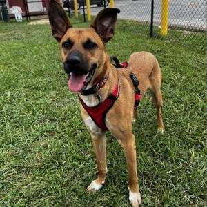 Jupiter, Shepherd, adult, available for adoption