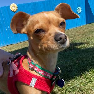 Eevee, Mixed Breed (Small), young, available for adoption