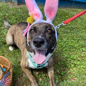 Faith, Mixed Breed (Large), adult, available for adoption