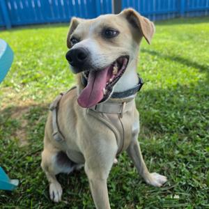 Magic, Mixed Breed (Medium), adult, available for adoption