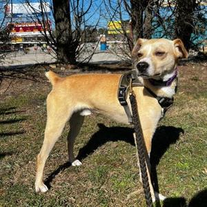 Magic, Mixed Breed (Medium), adult, available for adoption