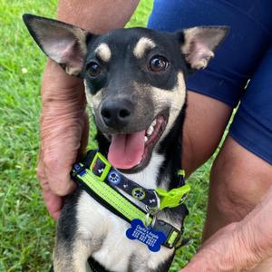 Angus, Mixed Breed (Small), available for adoption