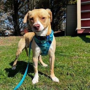 Byron, Mixed Breed (Medium), adult, available for adoption