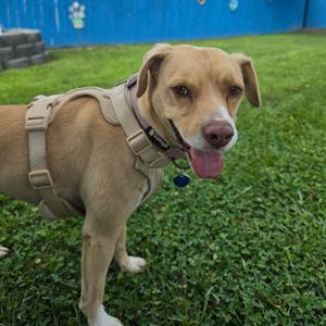 Byron, Mixed Breed (Medium), adult, available for adoption
