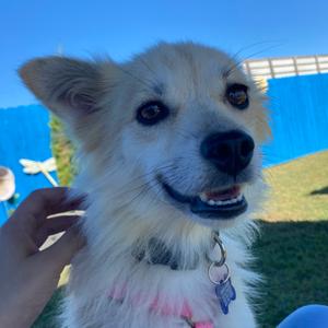Honeybee, Mixed Breed (Medium), adult, available for adoption