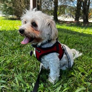 Bread, Mixed Breed (Small), adult, available for adoption