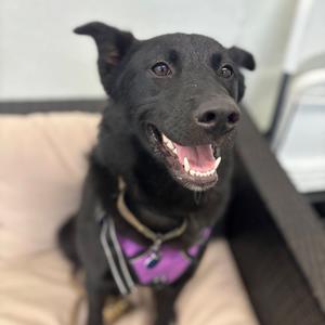Nixie, Mixed Breed (Medium), young, available for adoption