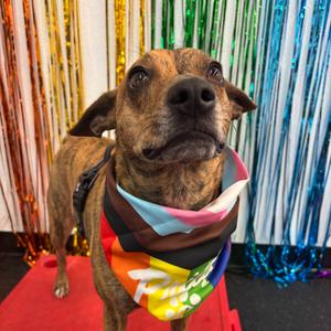 Mango, Mixed Breed (Medium), adult, available for adoption