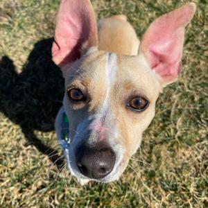 Dipsy, Mixed Breed (Small), adult, available for adoption