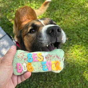 Ducky, Mixed Breed (Large), adult, available for adoption