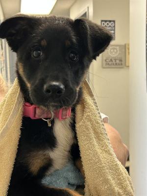 DELILAH, German Shepherd Dog, puppy, available for adoption