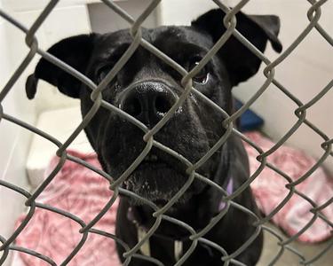 MAIDEN, Pit Bull Terrier, senior, available for adoption
