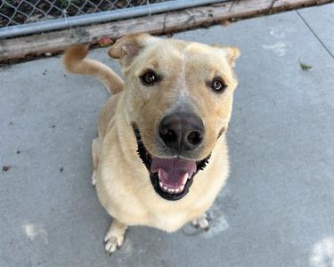 YODA, Labrador Retriever, adult, available for adoption