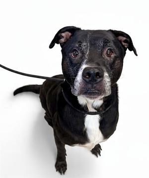 A black and white dog with a white patch on its chest, looking up at the camera.