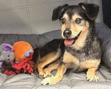 COOPER, Chihuahua, senior, available for adoption