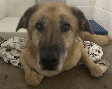 GUS, Irish Wolfhound / Great Pyrenees, senior, available for adoption